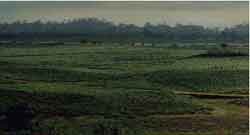 cameroun, en arraivant par Tolen les plantations de th