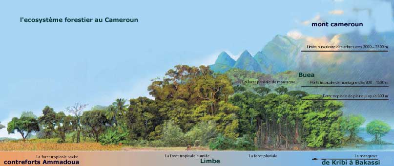 ecosystme forestier du cameroun
