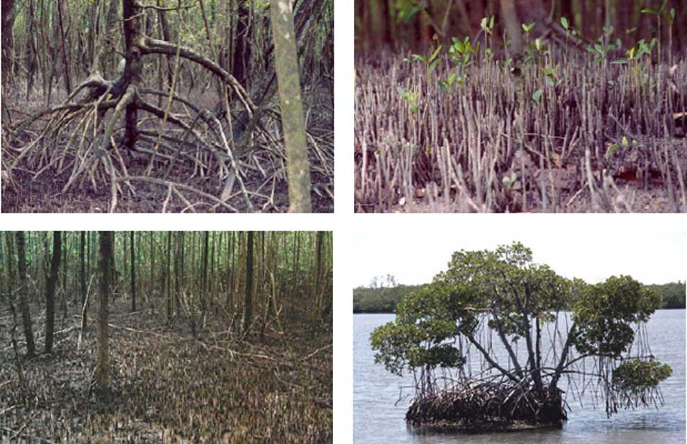 mangrove du cameroun
