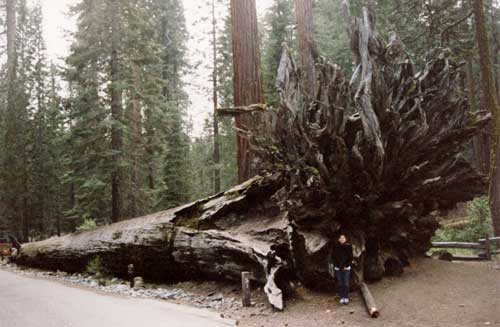 yosemite park - sequoia