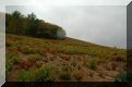 beaujolais - chiroubles - les vignes du domaine de tempr