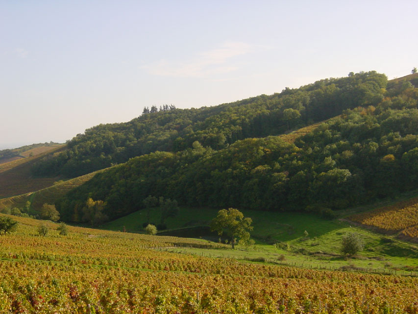 escapade beaujolais et pierres dores - paysages d'automne