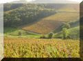 Paysages du Beaujolais