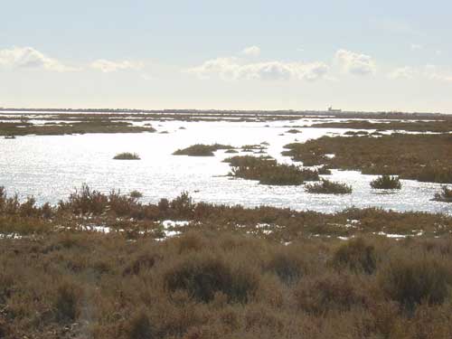 camargue - les �tangs