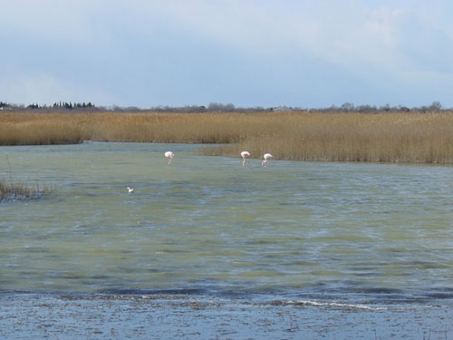 la camargue