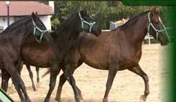 carnets de voyage espagne - jerez de la frontera - les chevaux andalous