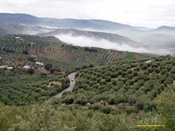 carnets de voyage espagne - les oliveraies en andalousie sur la route de sville