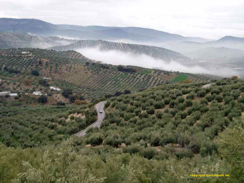 carnets de voyage espagne - les plantations d'oliviers en andalousie