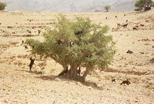 carnets de voyage maroc - route entre tafraoute et inezgane - les chvres dans les arganiers