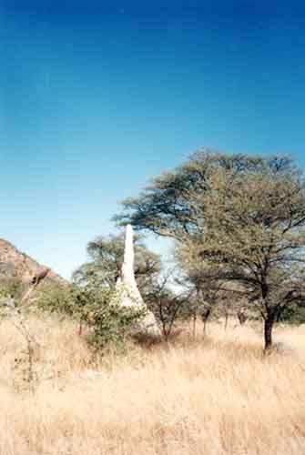 traverse du Damaraland - termitire et Vingerklip