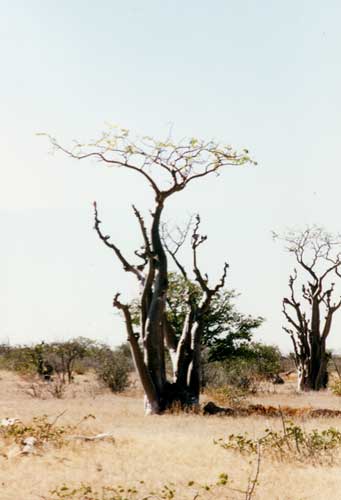 traverse du parc d'Etosha - la fort fantme de moringas prs de Sprokieswould et les lphants au point d'eau de Moringa prs d'Hallali