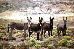 carnets de voyage usa - nevada - les burros 