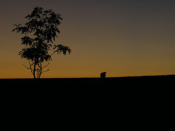 la ferme de Moulhac - coucher du soleil sur les belles "aubrac"