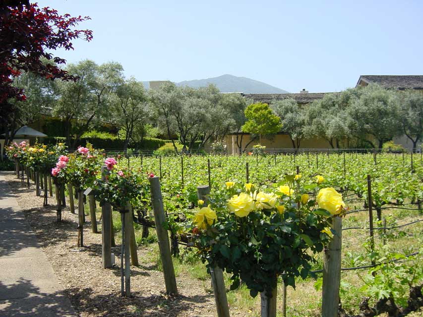 napa valley - les vignes autour de la winery Robert Mondavi