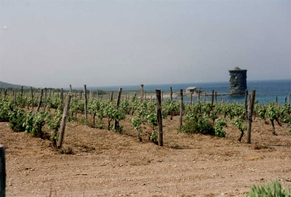 Carnets et photos de voyage - Corse - Le Cap Corse : les vignes du Clos Nicrosi à Maccinagio
