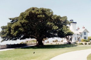 Carnets et photos de voyage usa - les déserts californiens : San Pedro