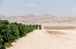 Carnets et photos de voyage usa - les désertts californiens : Enza Borrego desert, Salton Sea et San Diego