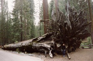 Carnets et photos de voyage usa - Les déserts Californiens : Yosemite Park