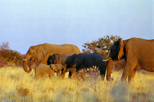 http://www.carnets-voyage.com/afrique-namibie-circuit-9-jours-etosha.htm