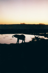 Carnets et photos de voyage en Namibie - Etosha : Eléphants au point d'eau