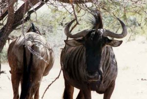 Carnets et photos de voyage en Namibie - Etosha : Les Gnous