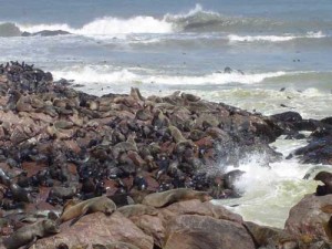 Carnets et photos de voyage en Namibie - Cape Cross