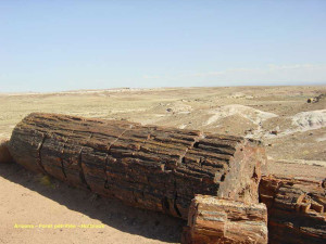 carnets et photos de voyage - ouest usa - petrified forest