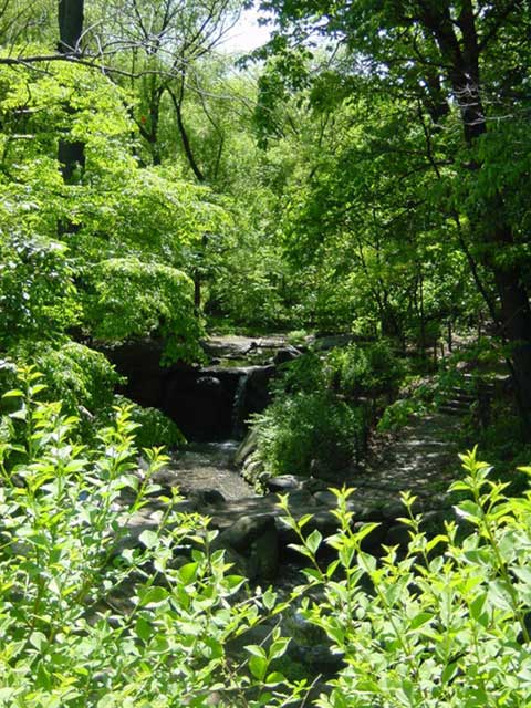 Central_Park en pleine jungle