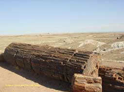 Arizona - Petrified Forest - les troncs ptrifis