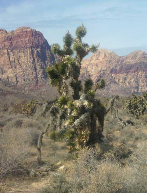 Ouest-USA_etape8_Red_Rock_Canyon.jpg