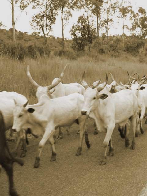 cameroun-bamenda-vache.jpg