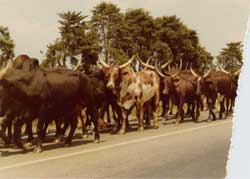 troupeau de vaches sur la route de bamenda