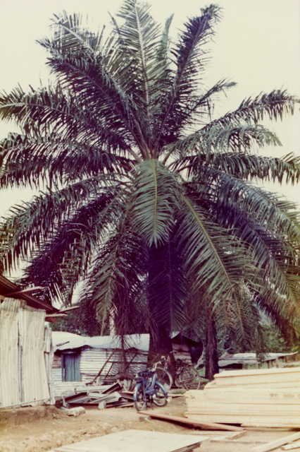 arbre  palabres