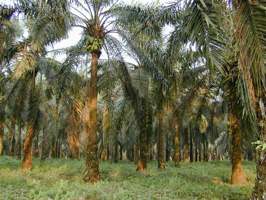 cameroun-edea-palmier.jpg
