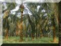 cameroun-edea-palmier.jpg