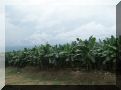 cameroun-edea-palmiers.jpg