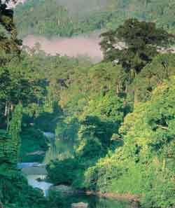cameroun, la rgion forestire en direction de Limbe