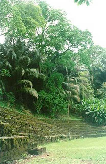 cameroun-limbe-jardin.jpg