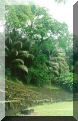 cameroun-limbe-jardin.jpg