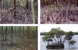 cameroun, la mangrove, entre Limbe et le Cap Bakassi