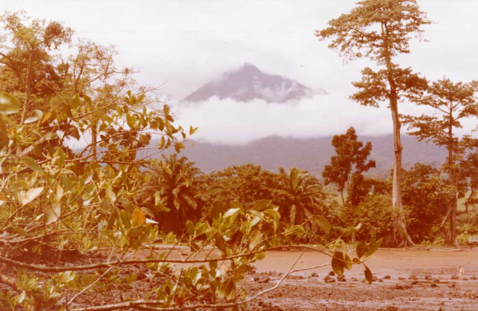 miles 6, les contreforts du Mont Cameroun dans le brouillard