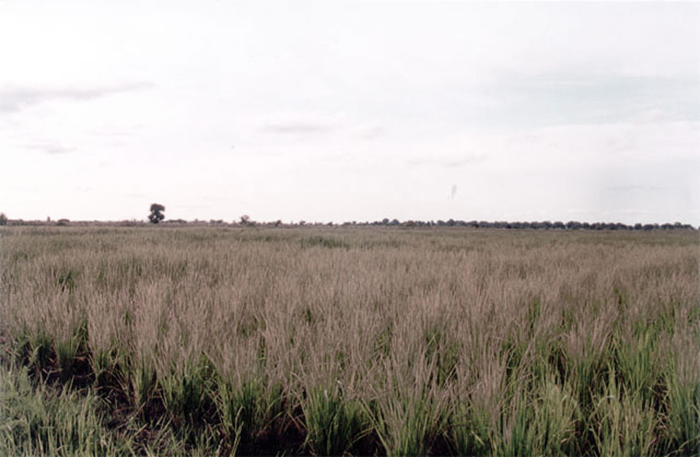 cameroun-ringroad-riziere.jpg