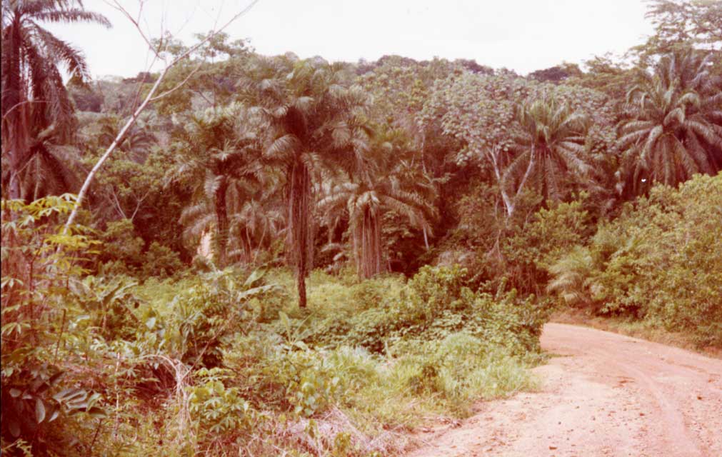 la piste avant d'arriver  Yassem, prs du Wouri