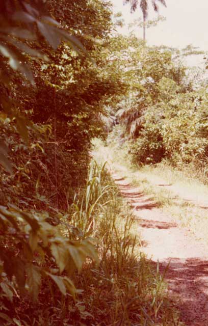 cameroun yassem la piste avant le village