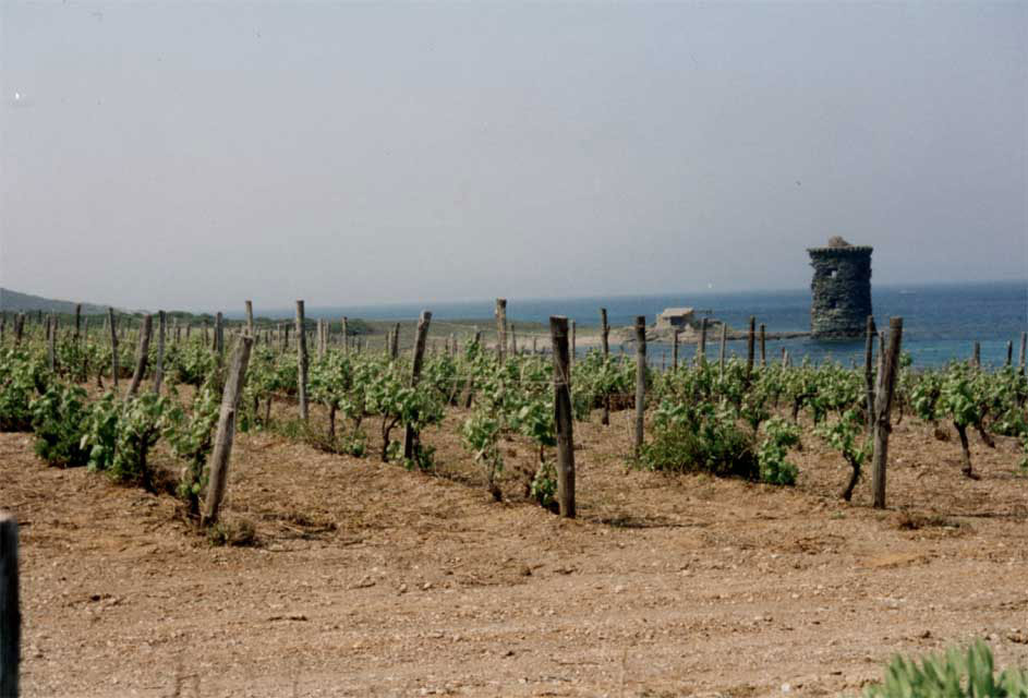 les vignes du clos Nicrosi et la tour Santa Maria