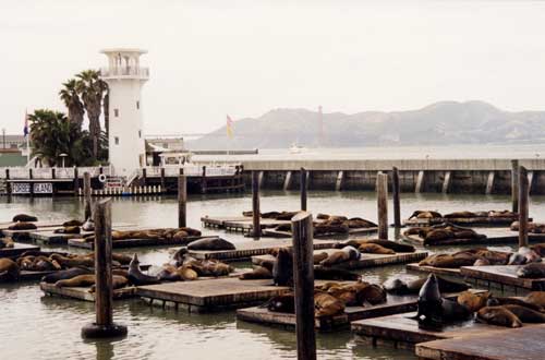 san francisco - pier39