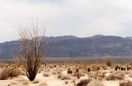 circuits dserts californiens - anza borrego desert - borrego spring