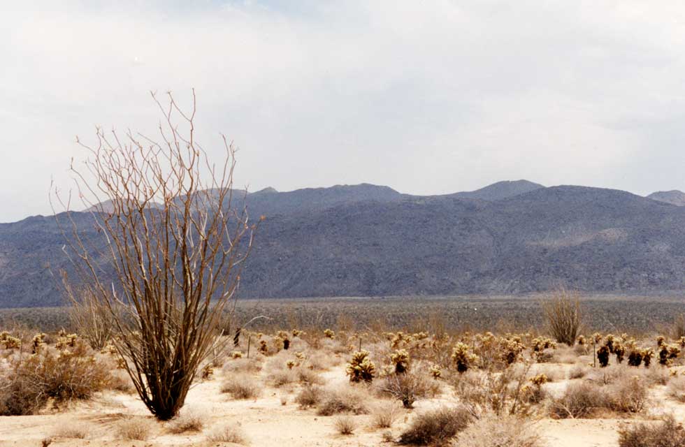 carnets de voyage usa - circuits dserts californiens - anza borrego desert