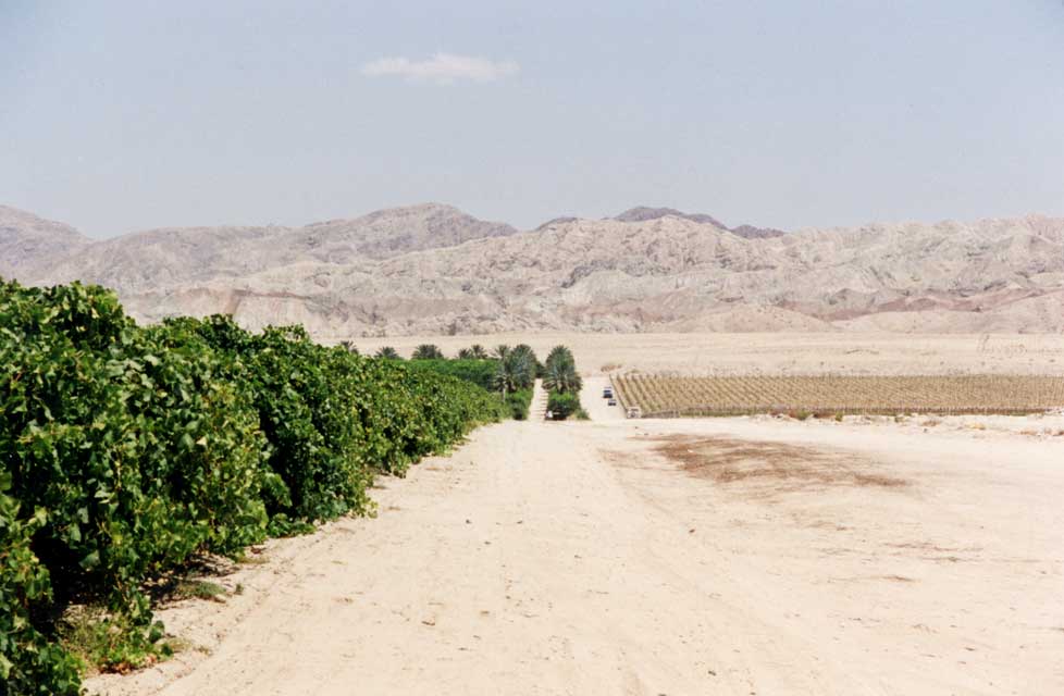 carnets de voyage usa - salton sea - plantations d'imperial valley