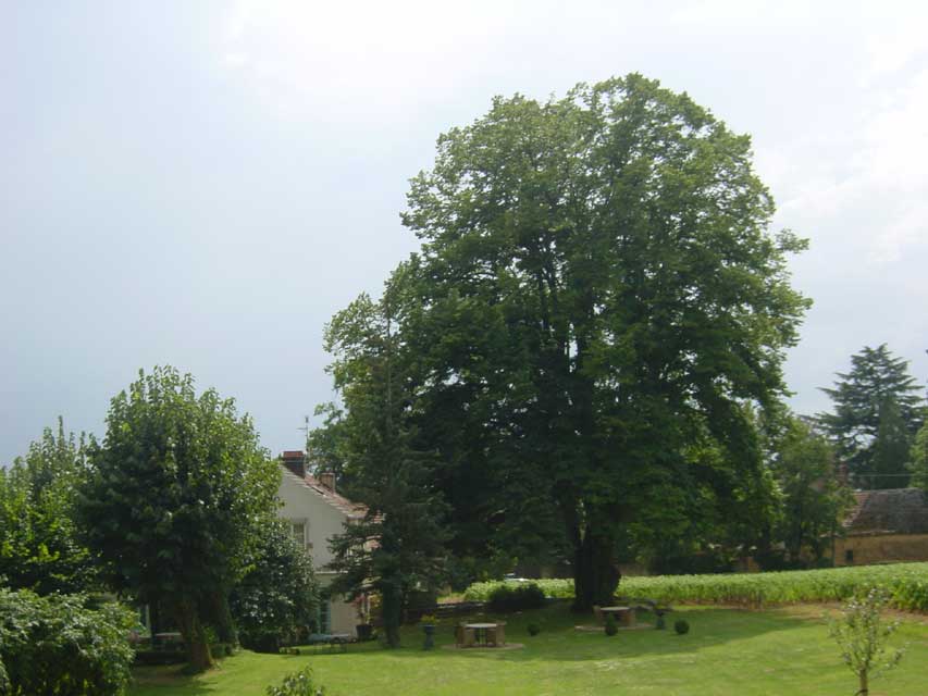 villa louise - le parc et les vignes de corton